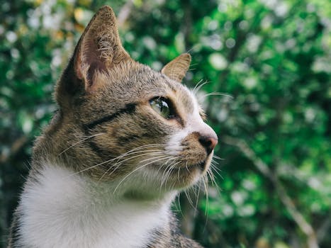 Unlock the Secrets of Your Cat's Behavior with These Expert Insights
