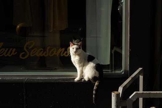 Debunking Cat Myths: Insights into Behavior and Indoor vs. Outdoor Living