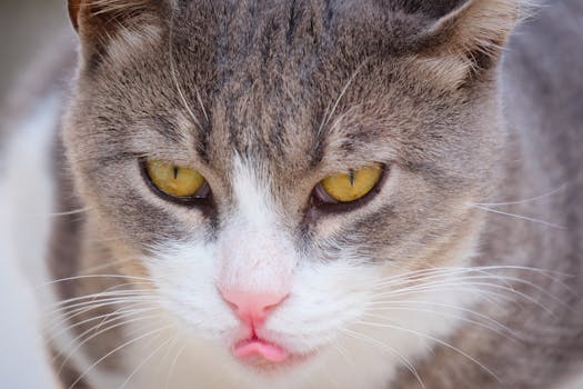 Key Nutrients for Cats: What to Include for Optimal Feline Health