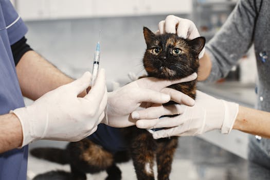 Essential Cat Care: Vaccinations & Check-Ups for a Healthy Feline
