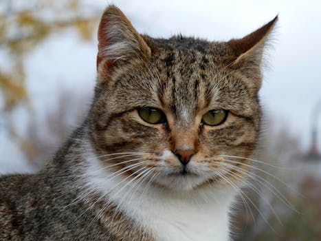 Unlocking Cat Secrets: Essential Guide to Feline Physiology and Care