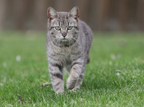 Unlocking Cat Behavior: How Understanding Hunting Instincts Enhances Pet Well-being