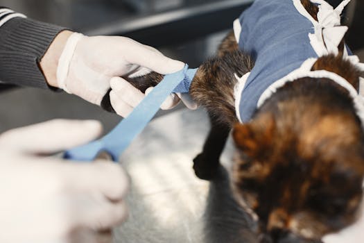 Protect Your Cat from Feline Leukemia Virus: Prevention & Care Guide