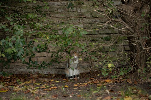 Unlock the Secrets of Your Cat's Mind: Insights into Feline Thoughts & Behaviors
