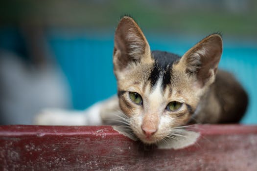 Unlocking the Secrets of Cat Purring: Communication, Healing, and More