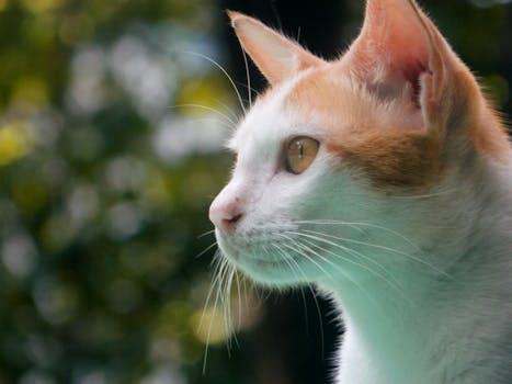 Reduce Cat Aggression: Effective Strategies for a Calmer, Happier Pet