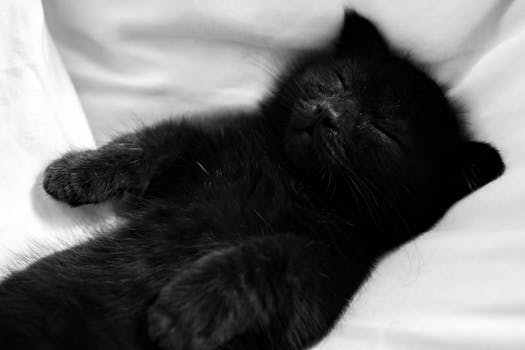 Understanding Your Cat's Sleep: Why Do Cats Nap So Much?