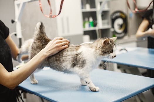 Ultimate Cat Grooming Guide: Tips for a Healthy, Happy Pet
