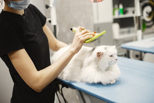 Revolutionizing Cat Care: How Technology Enhances Play, Health & Bonding