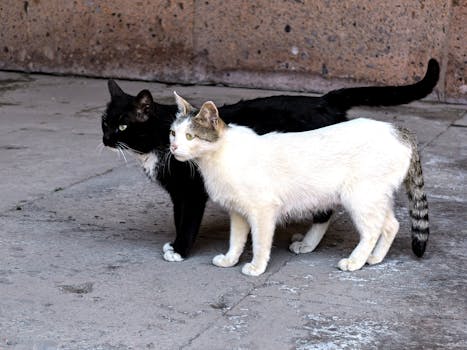 Unveiling the Social World of Cats: Insights into Feline Friendships