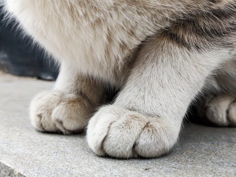 Unraveling the Myth: Do Cats Always Land on Their Feet?