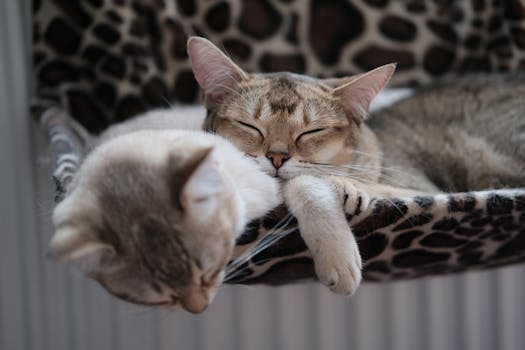 Unlocking the Mysteries of Cat Sleep: Insights into Feline Rest Patterns