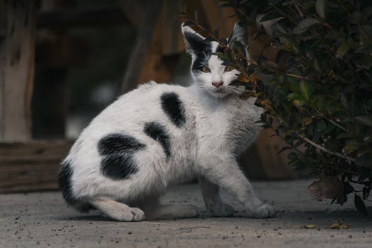 Subtle Signs of Illness in Cats: Spotting the Silent Symptoms Early