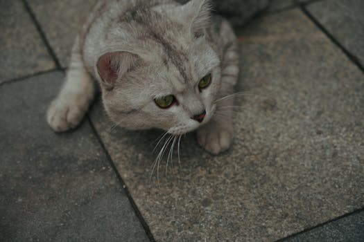 Unveiling the Magic of Catnip: Why Cats Can't Resist This Herb