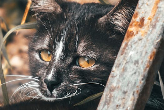Unlocking the Secrets of Cat Communication: Understanding Feline Behavior
