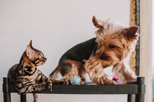 Can Cats and Dogs Live Together? Debunking Myths with Science