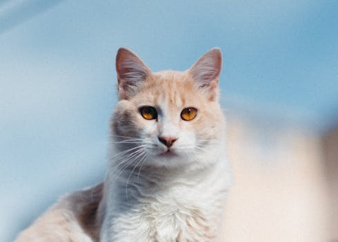 Navigating Grief: How to Heal After Losing Your Beloved Cat