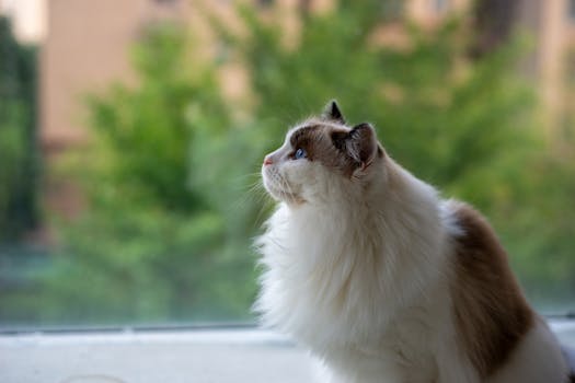Combat Feline Obesity: Effective Strategies for a Healthier Cat