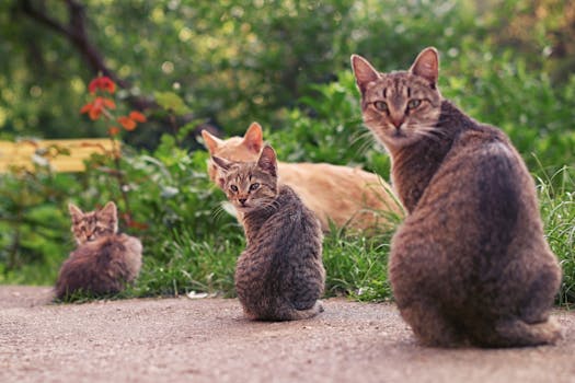 Exploring the Hidden World of Feral Cats: Challenges and Solutions