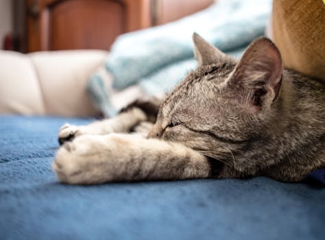 Breathe Easy: How to Live Comfortably with Cat Allergies