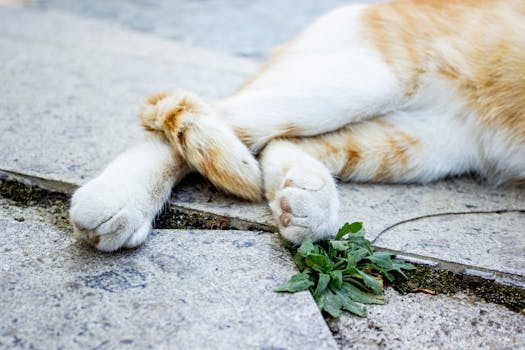 Do Cats Always Land on Their Feet? Unraveling the Myth