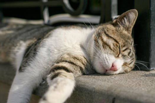 Unlocking the Mysteries of Why Cats Nap So Much