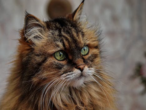 Optimal Nutrition for Maine Coons: A Comprehensive Diet Guide