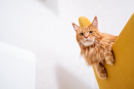Best Toys for Maine Coons: A Guide to Keeping Your Cat Happy & Healthy