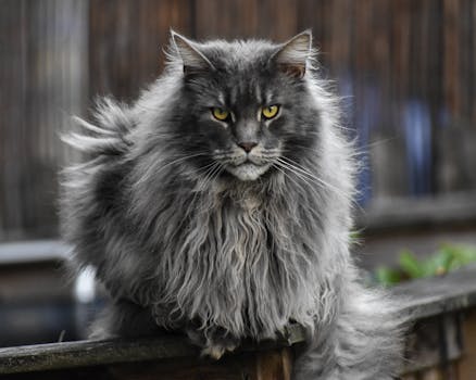 Maine Coon Cat Guide: Essential Tips for Welcoming Your New Pet