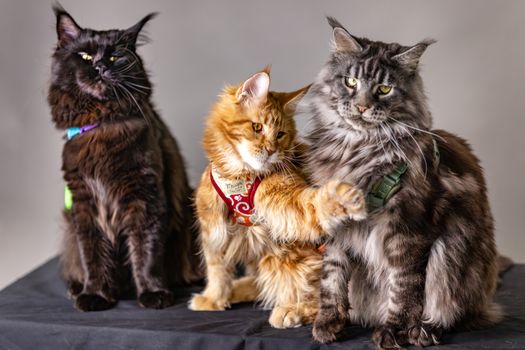 Maine Coons & Kids: Tips for a Harmonious Pet-Child Relationship