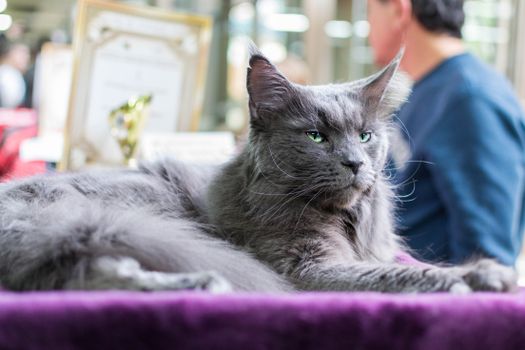 Ultimate Guide to Luxurious Maine Coon Coat Care: Tips & Techniques