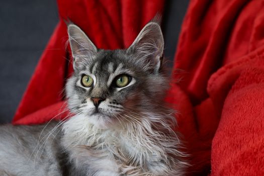 Ultimate Guide to Maine Coon Fur Care: Grooming Tips & More