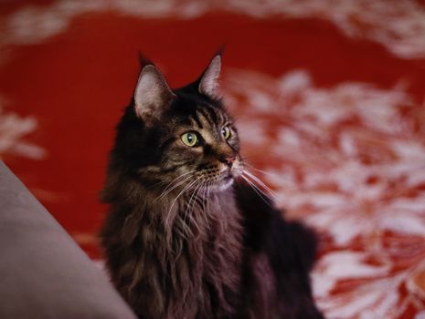 Maine Coon Cats: The Best Family-Friendly Pets for Kids