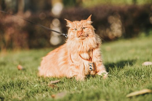 Safe Outdoor Adventures for Maine Coons: A Comprehensive Guide