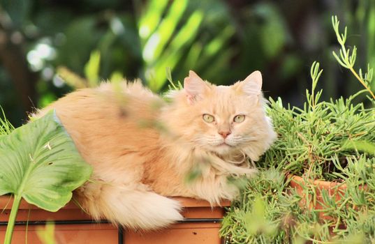Maine Coon Health Guide: Managing Common Issues & Prevention Tips