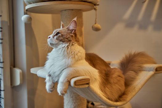 Maine Coon Cat Health Guide: Risks, Prevention & Care Tips