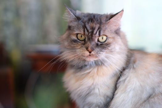 Maine Coon Integration: Mastering Multi-Pet Harmony at Home