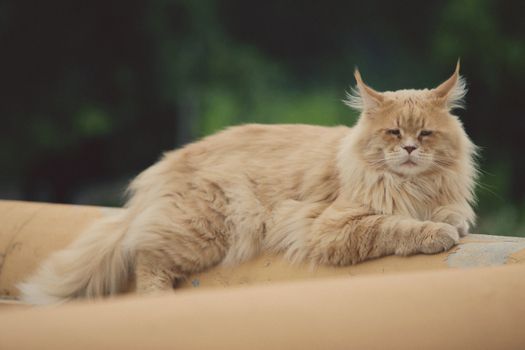 Debunking Maine Coon Myths: Size, Health, and Personality Facts Unveiled