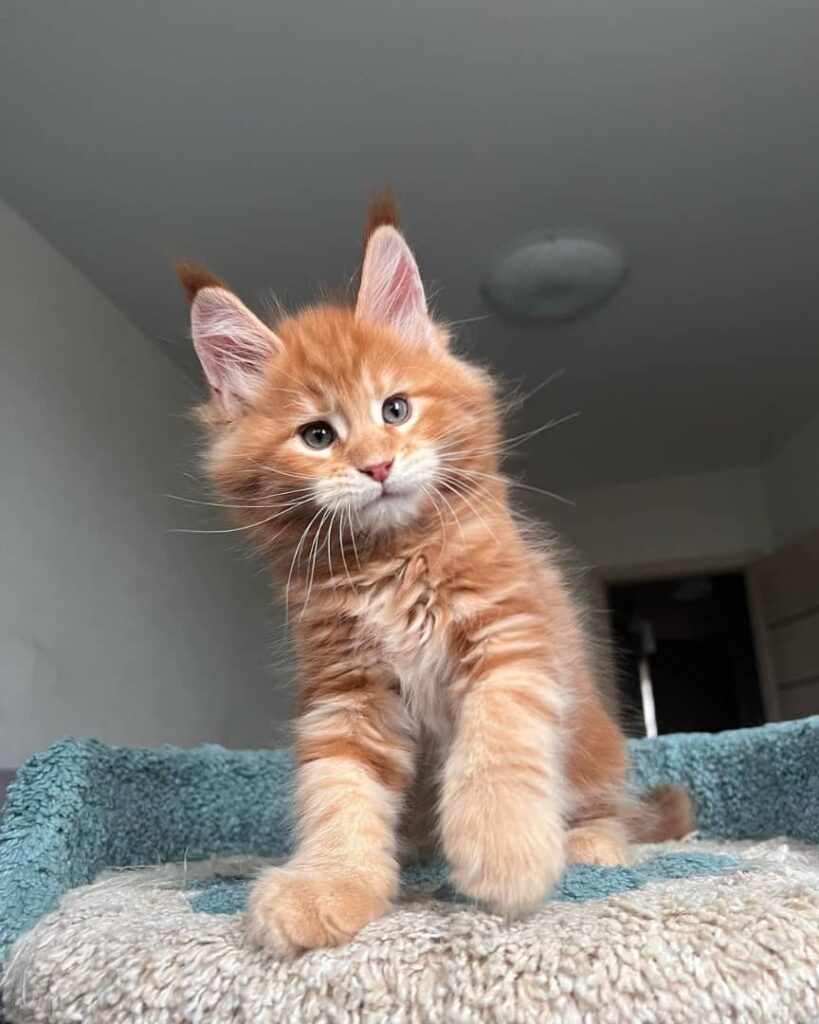 Maine Coon for adoption, buy a maine coon kitten